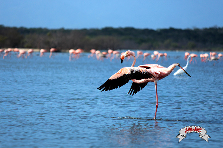 flamencos rosados en Camarones, Guajira - Patoneando blog de viajes (1)