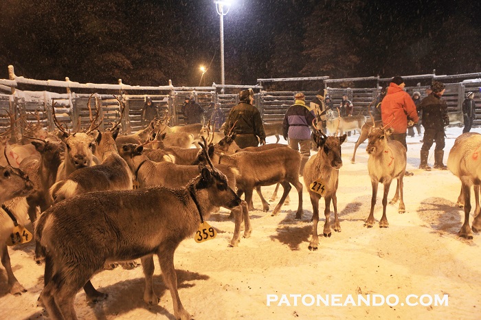 pueblo encantado en Laponia-Patoneando (34)