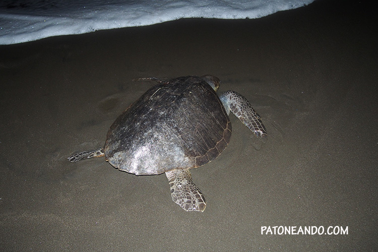 Tortugas-marinas-del-Pacífico-Patoneando-blog-de-viaje-Chocó.jpg