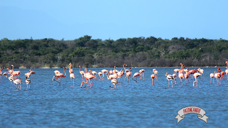 flamencos rosados en Camarones, Guajira - Patoneando blog de viajes (1)