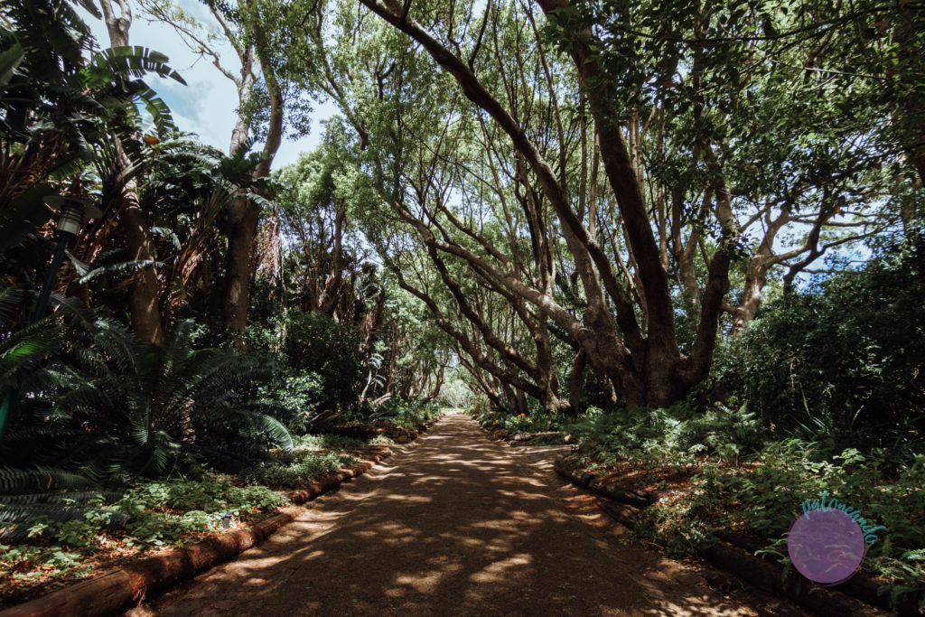 Que ver en ciudad del cabo - guia - Kirstenbosch garden - Patoneando blog de viajes (14)